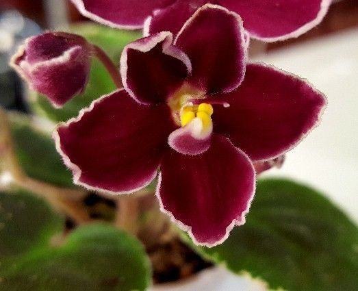 Red Flowering House Plants 561 best all about flowers images on pinterest | african violet Red Flowering House Plants 561 best all about flowers images on pinterest | african violet