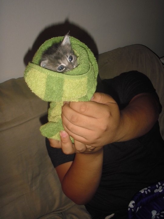 tiny stuffed kittens