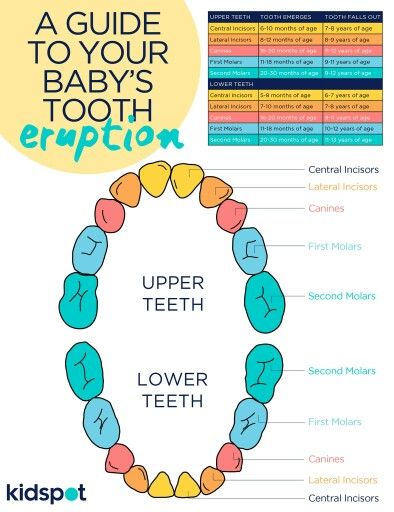The 25+ best Teeth eruption chart ideas on Pinterest Baby - baby teeth chart The 25+ best Teeth eruption chart ideas on Pinterest Baby - baby teeth chart