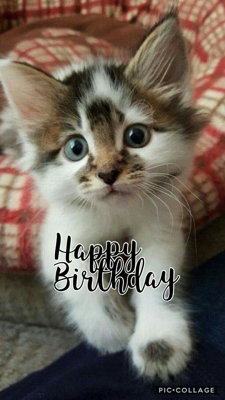 Epingle Par Boyer Sur Anniversaire Joyeux Anniversaire Chats Anniversaire De Chat Anniversaire Chat Epingle Par Boyer Sur Anniversaire Joyeux Anniversaire Chats Anniversaire De Chat Anniversaire Chat