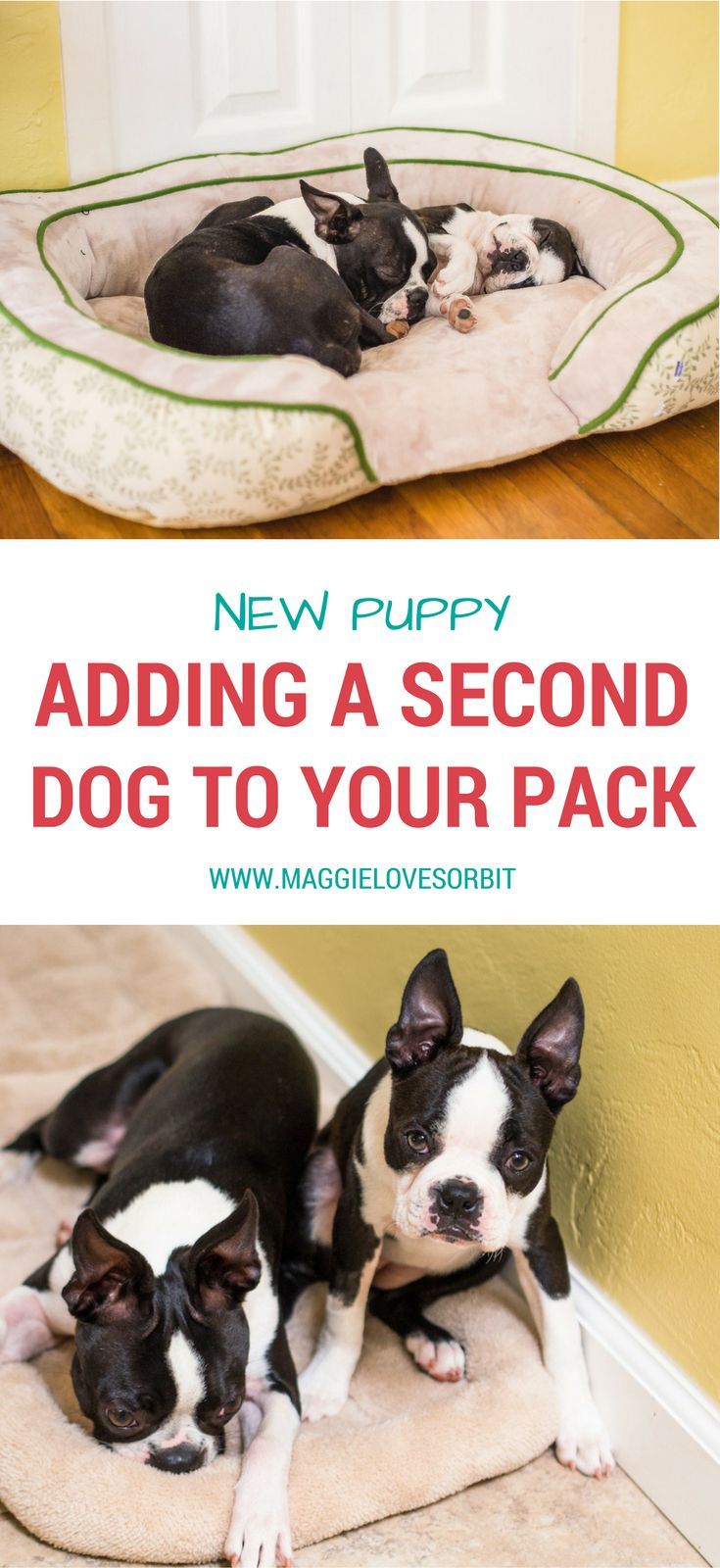 Should I Add A Second Dog Dog Care Dog Training New Puppy