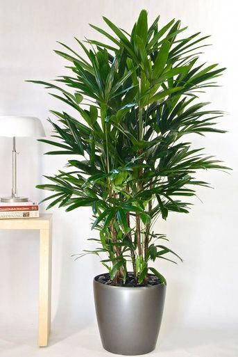 Your Online Indoor Plants Nursery And Pots The Most Your Online Indoor Plants Nursery And Pots The Most Convenient Way To House Office In Houston Houseplants
