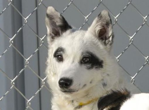 Colorado Springs Co Border Collie Meet Domino A Pet For