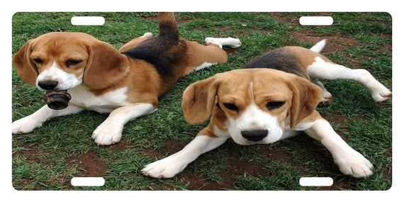 Beagles Custom License Plate Canine Emblem Version Cute