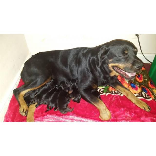 Rottweiler Richmond Purebred German Rottweiler Puppies Just Born