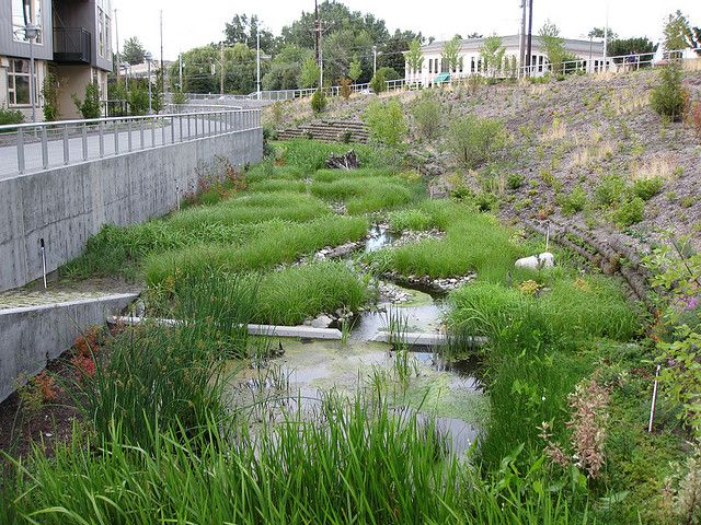 Comal river texas dissertation water quality