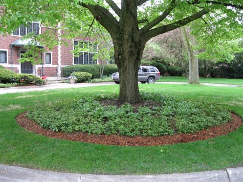 Garden Ideas Edmonton best 25+ landscape around trees ideas on pinterest | landscaping Garden Ideas Edmonton best 25+ landscape around trees ideas on pinterest | landscaping