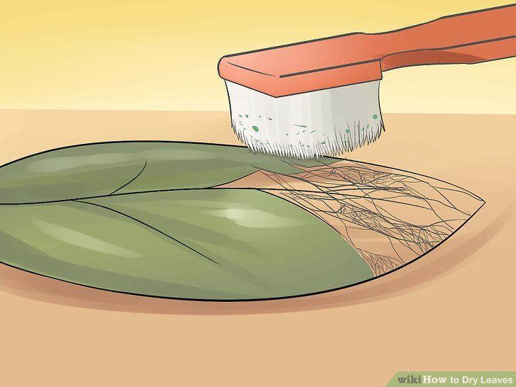 How to Dry Leaves For Crafts & Cooking: 3 Easy Ways | Folha de