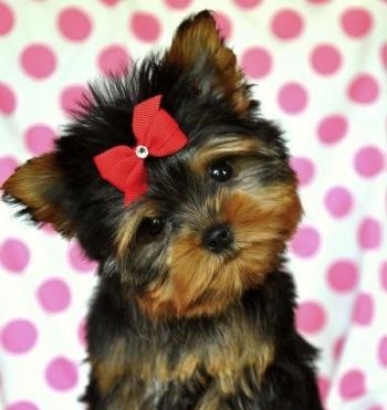 bello toys yorkies mejores 24 im 225 genes de mini yorkie en perros peque 241 os animales lindos y bello toys yorkies mejores 24 im 225 genes de mini yorkie en perros peque 241 os animales lindos y