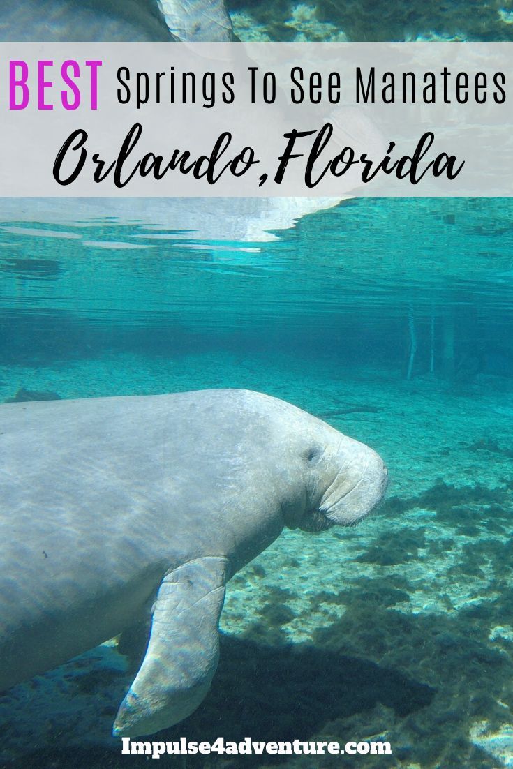 Top Ten Places In Florida To See Manatees Places In Florida Best Places In Florida Manatee