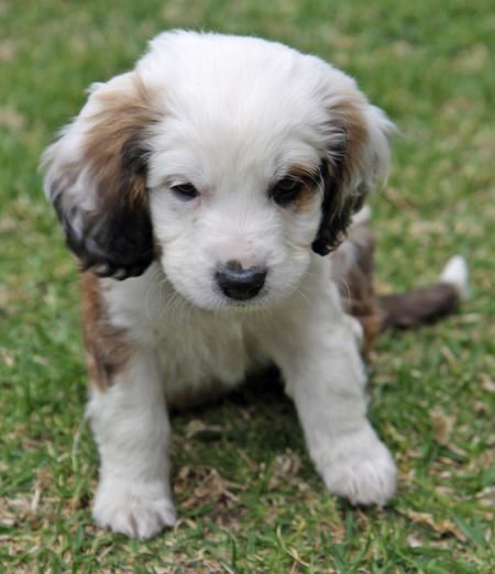 cutest puppy mixes best 25 mixed breed puppies ideas on mixes puppy breeds and dogs cutest puppy mixes best 25 mixed breed puppies ideas on mixes puppy breeds and dogs