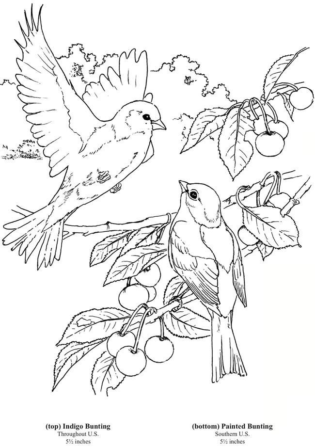 24 Collection Backyard birds coloring book for Kindergarten