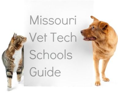 The 25+ best Veterinary salary ideas on Pinterest Pharmacist - veterinarian job description The 25+ best Veterinary salary ideas on Pinterest Pharmacist - veterinarian job description