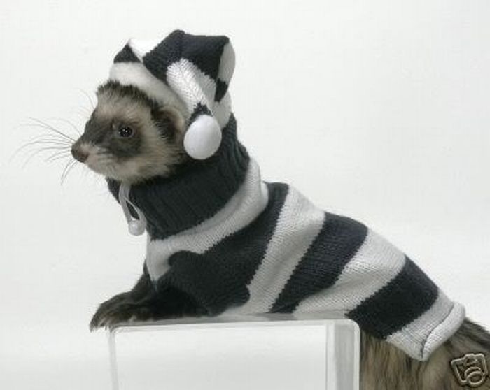 Ferret face image in a dress Ferret face image in a dress