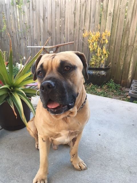 Adopt Fl Hank New Port Richey On A Dog Bullmastiff