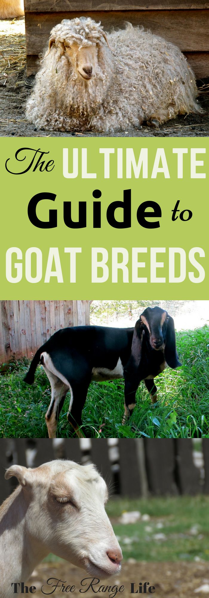 a guide to goats Goat farming in philippines: commercial goat farming is gradually gaining popularity due to its high demand and good economic prospects the commercial goat. a guide to goats Goat farming in philippines: commercial goat farming is gradually gaining popularity due to its high demand and good economic prospects the commercial goat.
