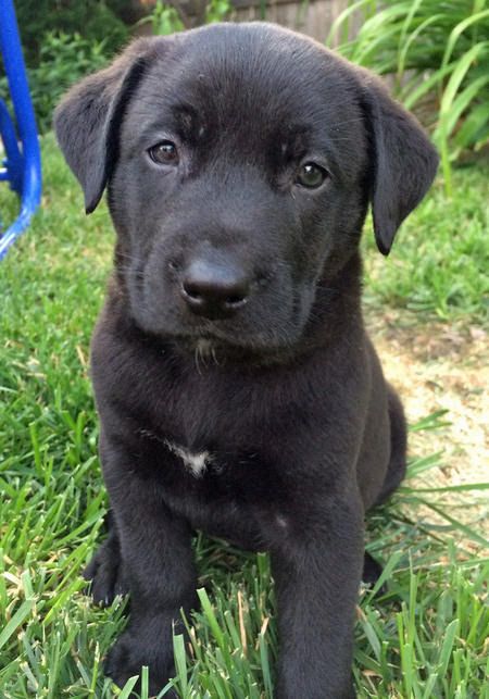 Big Island Labrador Puppies Big Island Labrador Puppies
