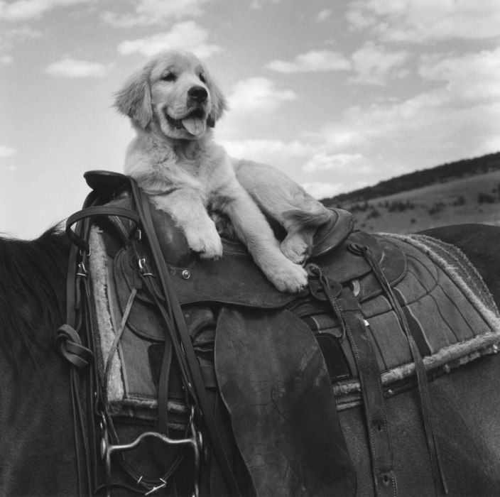 bruce weber golden retriever photos 10 best bruce weber photos images on bruce weber white and bruce weber golden retriever photos 10 best bruce weber photos images on bruce weber white and