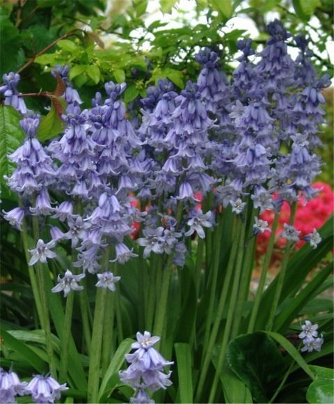 Flower Garden Ideas Wisconsin 40 best wisconsin shade garden images on pinterest | shade plants Flower Garden Ideas Wisconsin 40 best wisconsin shade garden images on pinterest | shade plants