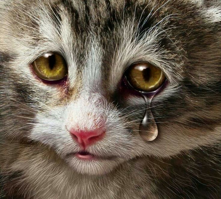 Muy Triste Chats Et Chatons Image Chat Drole Elevage Chien