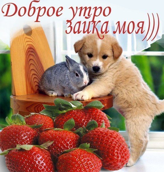 Картинка с добрым утром зайка, открытке