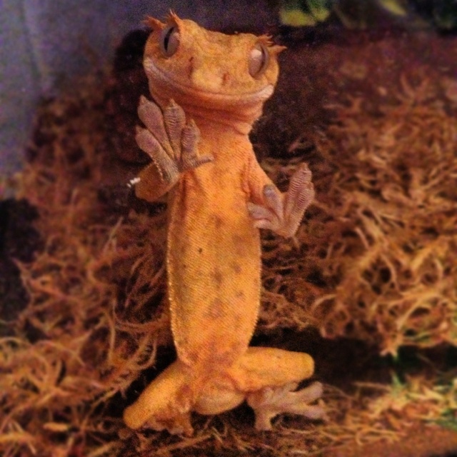 30 best geckomania images on pinterest crested gecko lizards and crested gecko tank size
