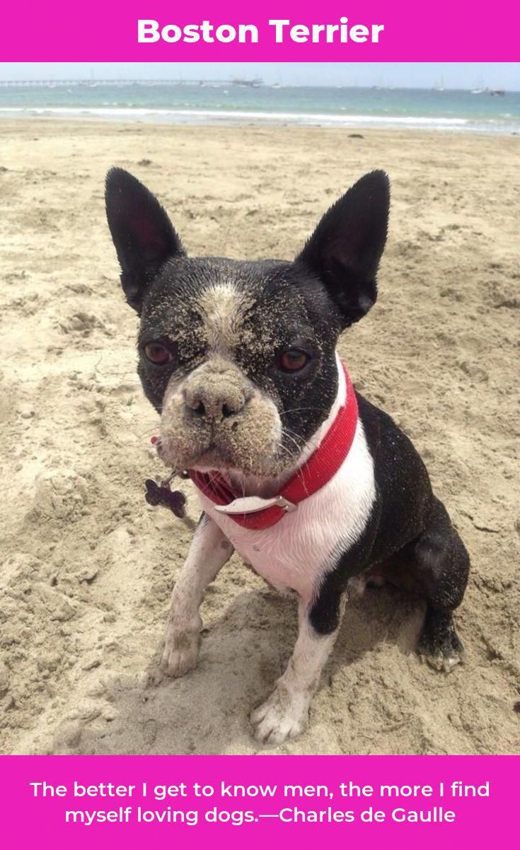 Boston Terrier Facts Boston Terrier Puppy Boston Terrier Funny Boston Terrier Dog