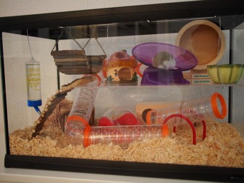 Diy Tank Cage Google Search Hamster Diy Tank Cage Google Search Hamster Cages