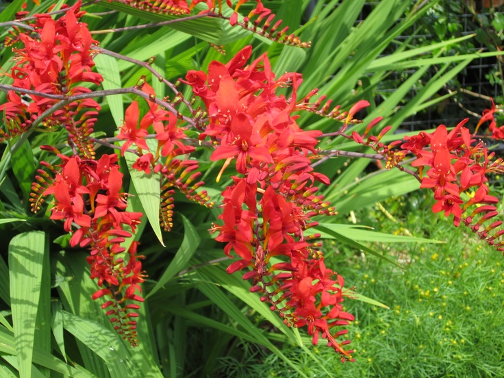 Crocosmia At The Rose Garden By The Seattle Zoo. | Crocosmia, Garden Photos, Garden