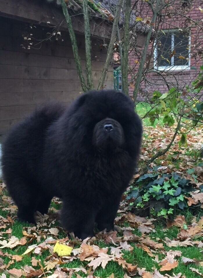 Beautiful Chow Chow Blackness Darkness Amazing Dog Chow Chow