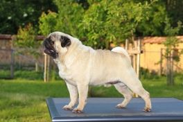 pugs for sale orlando best 25 pugs for sale ideas on baby pugs for sale pug puppies for sale pugs for sale orlando best 25 pugs for sale ideas on baby pugs for sale pug puppies for sale