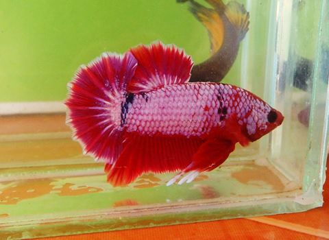 aquabid com item fwbettashmp1530347811 pink fancy dragon hmpk