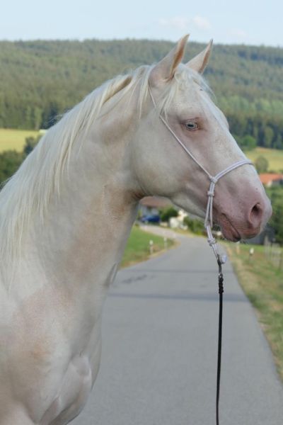 Pferde Ebay Kleinanzeigen Pferde Ebay Kleinanzeigen