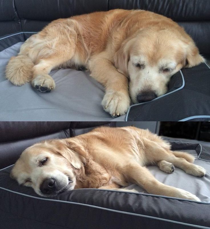 Getting A New Bed 27 best cuties on a sealy dog bed images on pinterest | dog beds Getting A New Bed 27 best cuties on a sealy dog bed images on pinterest | dog beds