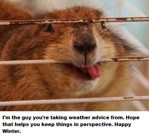 18 best i love ground hogs images on pinterest ground hog d2ef4c2067ac6db48f070a321baba881 hilarious animals adorable animals 18 best i love ground hogs images on pinterest ground hog,Funny Groundhog Meme
