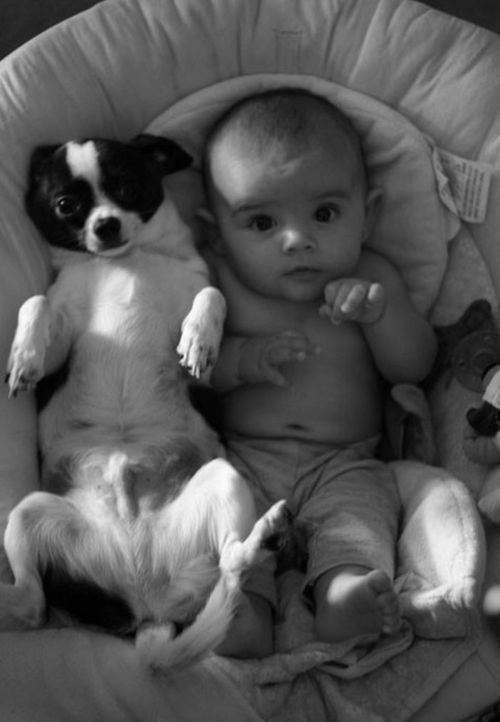 cute photo idea of baby puppy creative diy cute animals cute