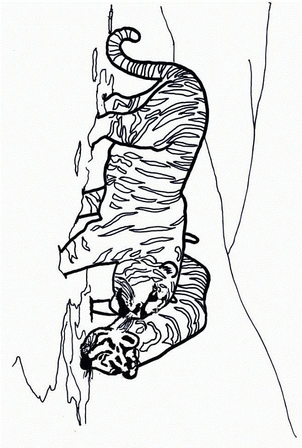 memphis tigers coloring pages Animal coloring pages Pet tiger