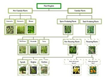 9 best science classification of plants images on classification of plants and animals chart