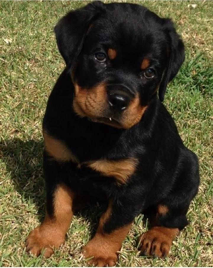 Pin By Diana Gainer On Cute Critters Rottweiler Puppies For Sale