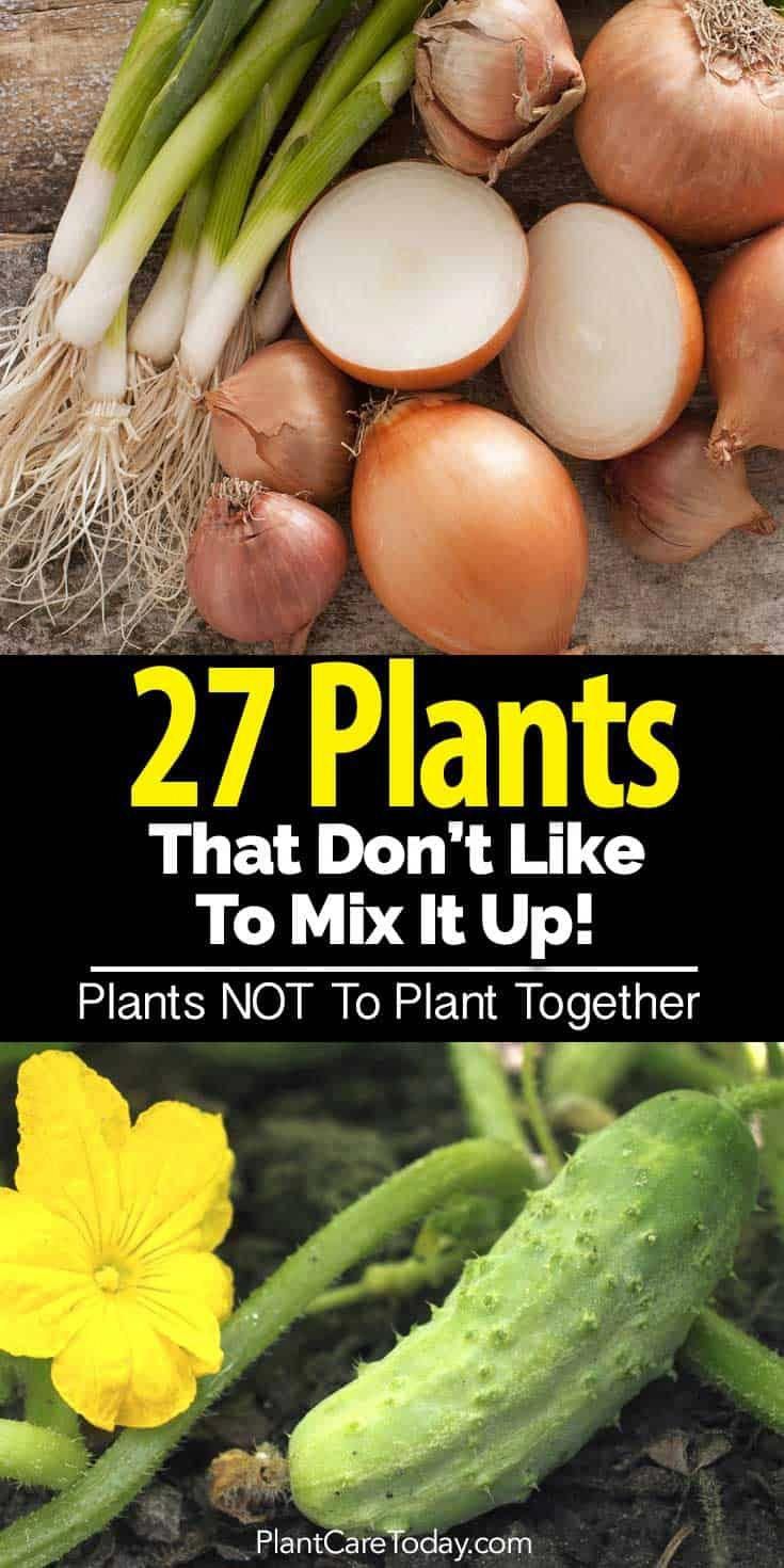 27 Plants That Don T Like To Mix It Up Incompatible Plants In