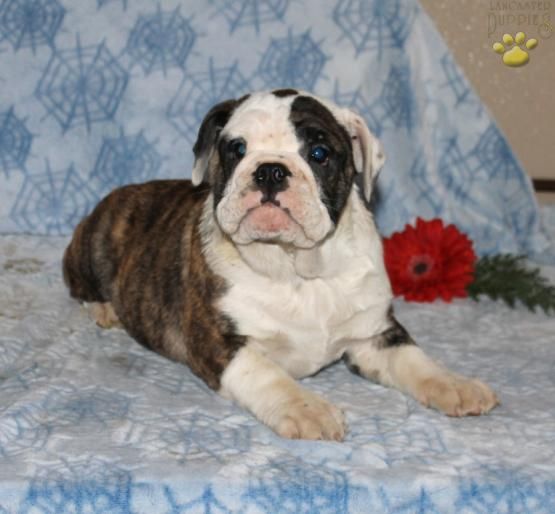 Martha English Bulldog Hybrid Puppy For Sale In Bird In Hand Pa