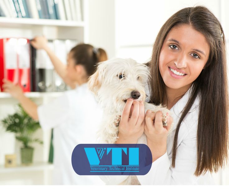 The 25+ best Veterinary receptionist ideas on Pinterest Vet - veterinarian job description The 25+ best Veterinary receptionist ideas on Pinterest Vet - veterinarian job description