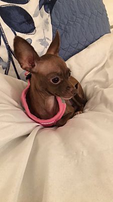 Lake Hiawatha Nj Chihuahua Meet Mocha A Dog For Adoption