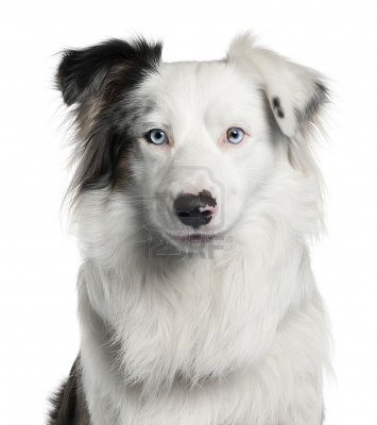 Best Dog Food For Border Collies Uk Best Dog Food For Border Collies Uk