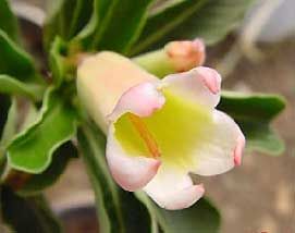 Desert rose root rot