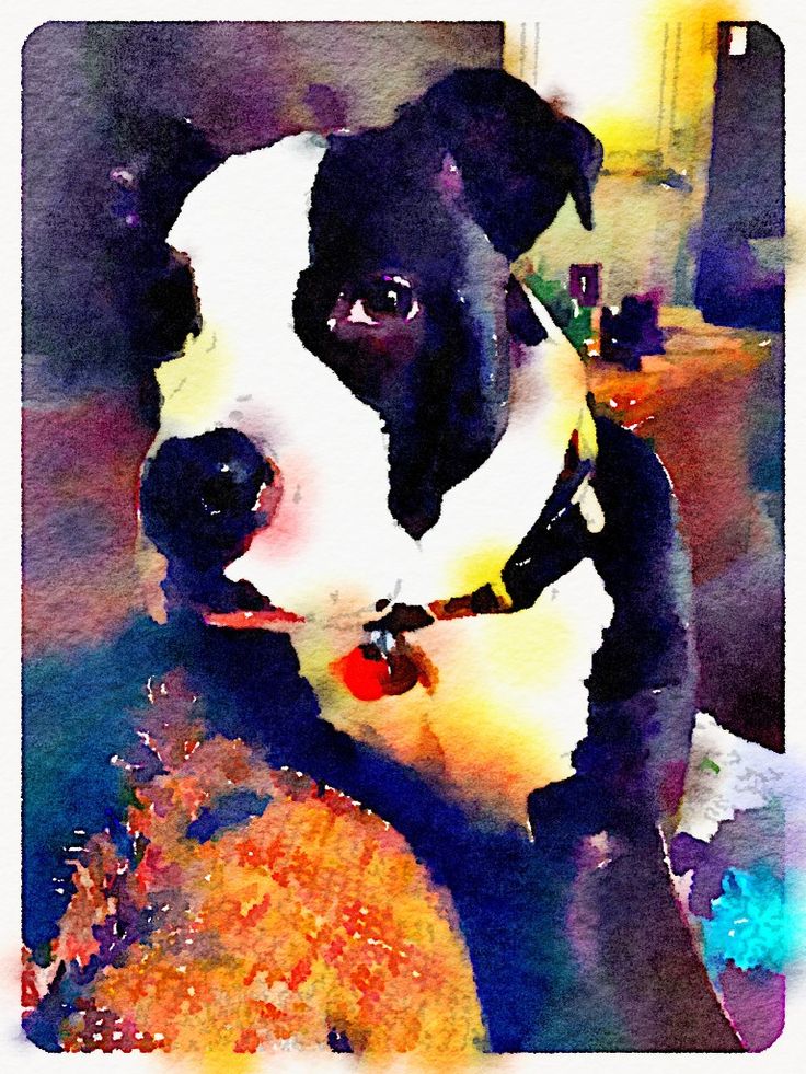 Turn your dog's photo into a painting with this App 3