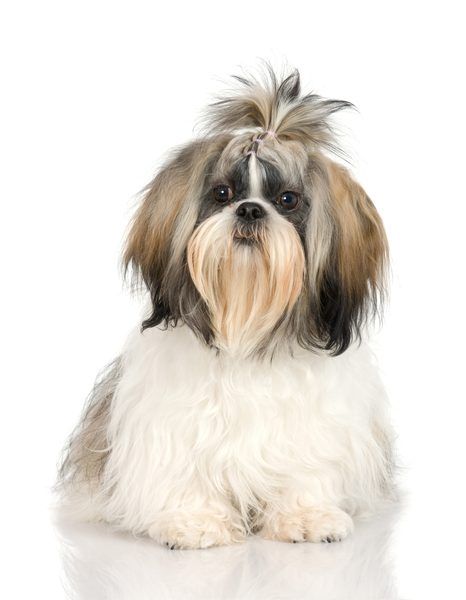 shih tzu epilepsy 110 best shih tzu images on shih tzu epilepsy 110 best shih tzu images on