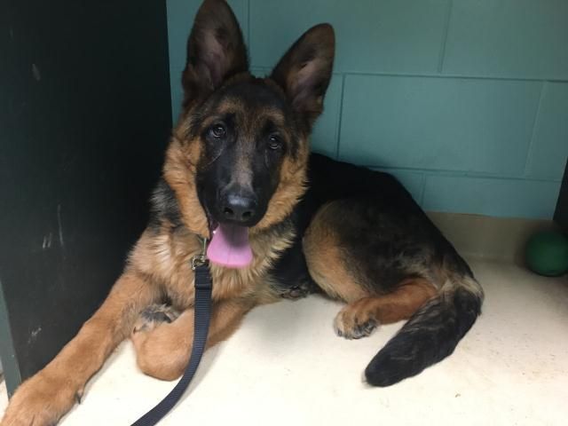 Victor Is An Adoptable German Shepherd Dog Searching For A Forever