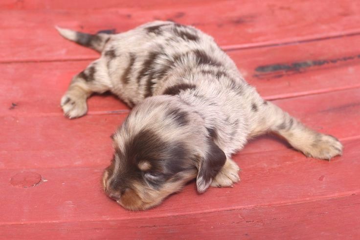 Pin By Dog Is Life On Dachshund Dachshund Puppies For Sale