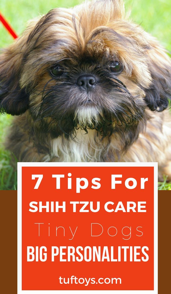 7 Top Tips For Shih Tzu Care Tiny Dogs Big Personalities Shih